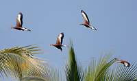 Black-bellied Whistling-Duck