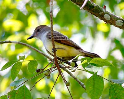 Brown-crested Flycatcher