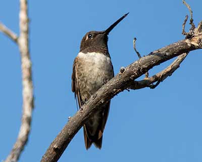 Black-chinned Hummingbird