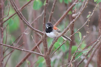 Black-chested Sparrow
