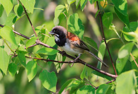 Black-chested Sparrow