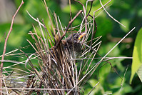 Black-chested Sparrow