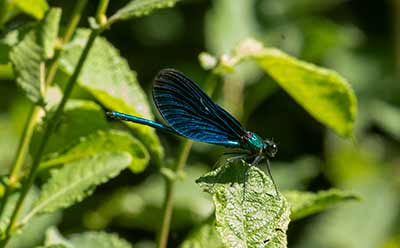 Beautiful Demoiselle