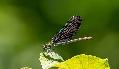 Beautiful Demoiselle