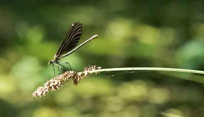 Beautiful Demoiselle