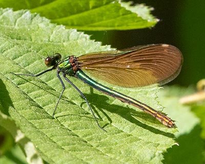 Beautiful Demoiselle
