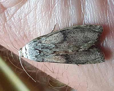 Bee Moth