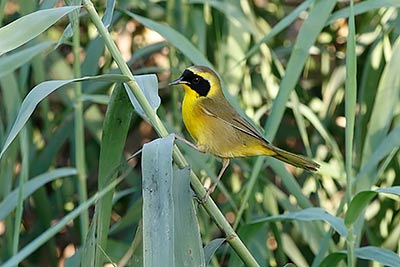 Belding's Yellowthroat