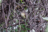 Bell's Vireo