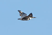 Belted Kingfisher
