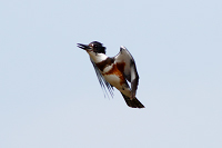 Belted Kingfisher