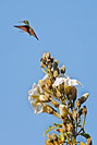 Berylline Hummingbird