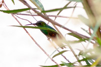 Berylline Hummingbird