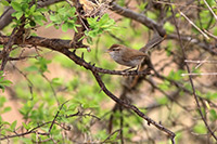 Bewick's Wren