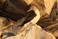 Blue-footed Booby