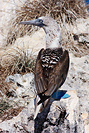 Blue-footed Booby