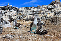 Blue-footed Booby