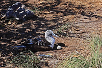 Blue-footed Booby