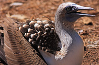 Blue-footed Booby