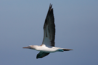 Blue-footed Booby
