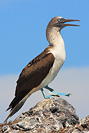 Blue-footed Booby