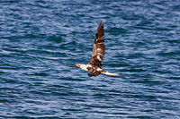 Blue-footed Booby