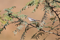 Blue-gray Gnatcatcher
