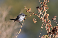 Blue-gray Gnatcatcher