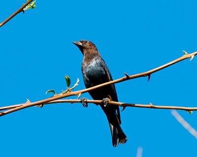 Brown-headed Cowbird