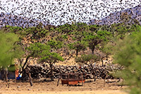 Brown-headed Cowbird