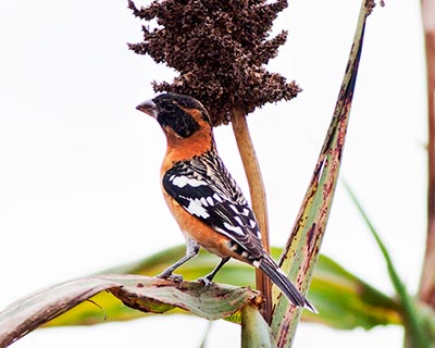 Black-headed Grosbeak