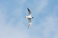 Black-headed Gull