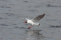 Black-headed Gull