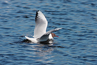 Black-headed Gull