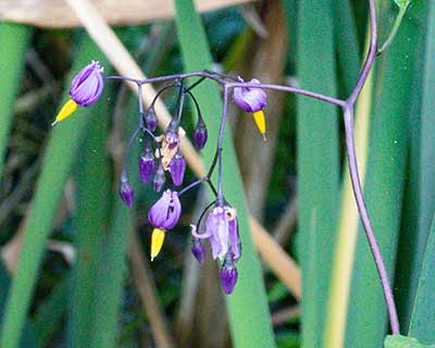 Bittersweet Nightshade