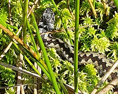 Common Adder