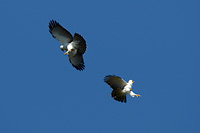 Black-and-white Hawk-Eagle