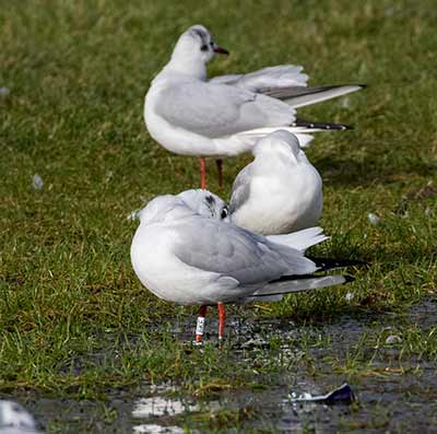 Black-headed Gull (Chroicocephalus ridibundus) [Dragør, Denmark]