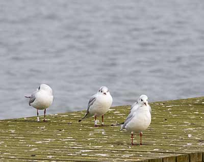 Black-headed Gull (Chroicocephalus ridibundus) [Søstjernen (Amager Strand), Denmark]