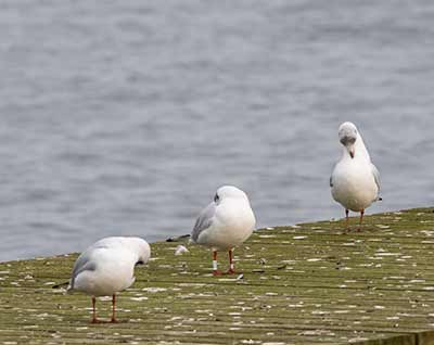 Black-headed Gull (Chroicocephalus ridibundus) [Søstjernen (Amager Strand), Denmark]