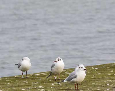 Black-headed Gull (Chroicocephalus ridibundus) [Søstjernen (Amager Strand), Denmark]
