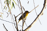 Black-backed Oriole