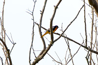 Black-backed Oriole