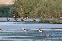 Black-bellied Whistling-Duck