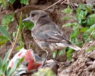 Black-billed Shrike-Tyrant