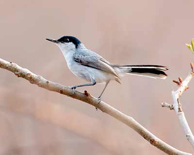 Black-capped Gnatcatcher