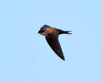 Black-capped Swallow