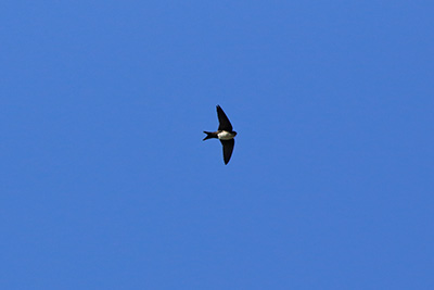 Black-capped Swallow