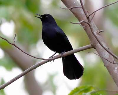 Black Catbird
