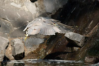 Black-crowned Night Heron